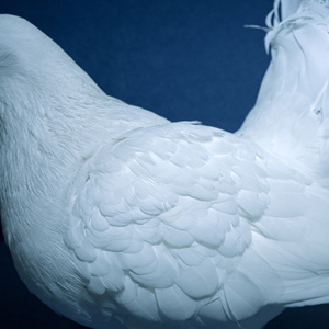 阿德大战陈玉滢最经典十句话
